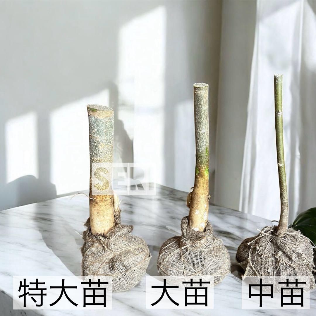 モリンガ　大苗　80cm 苗木　挿し木/種/寒さに強いモリンガ