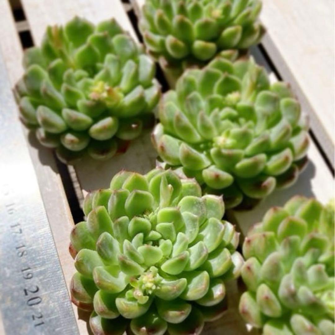 韓国苗⑥スターベルベット（カット苗）690円